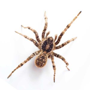 Wolf Spider identification in Anaheim CA |  Econex Pest Management