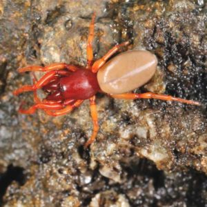 Woodlouse Spider identification in Anaheim CA |  Econex Pest Management