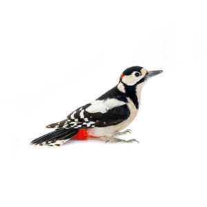 Woodpecker identification in Anaheim CA |  Econex Pest Management