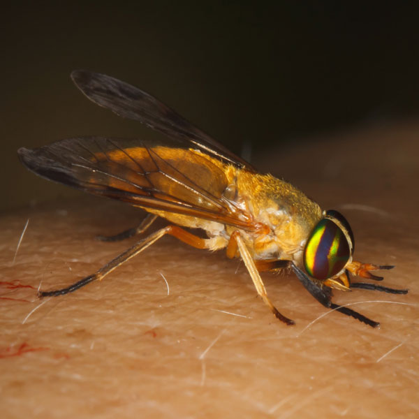 Yellow Fly identification in Anaheim CA |  Econex Pest Management
