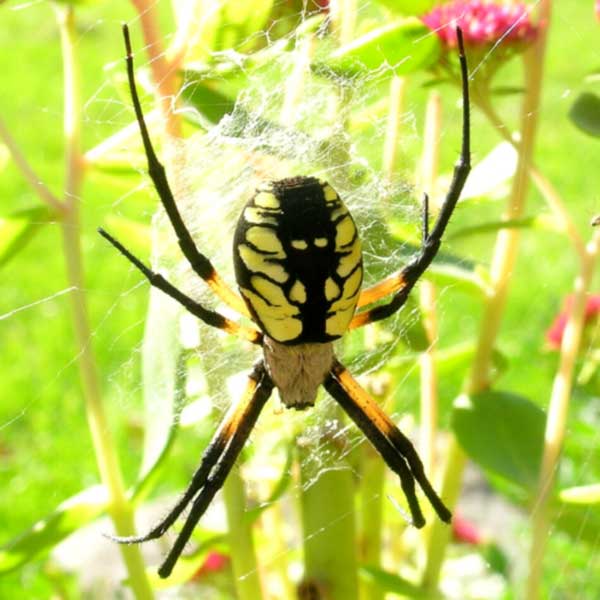 Yellow Garden Spider identification in Anaheim CA |  Econex Pest Management